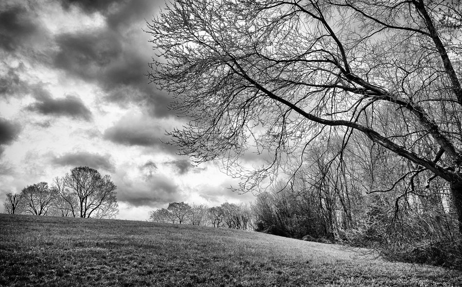 Black and white landscape with the beautiful field among the trees
