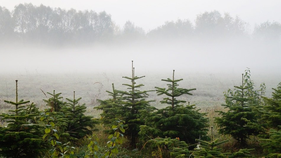 Nature Christmas Tree