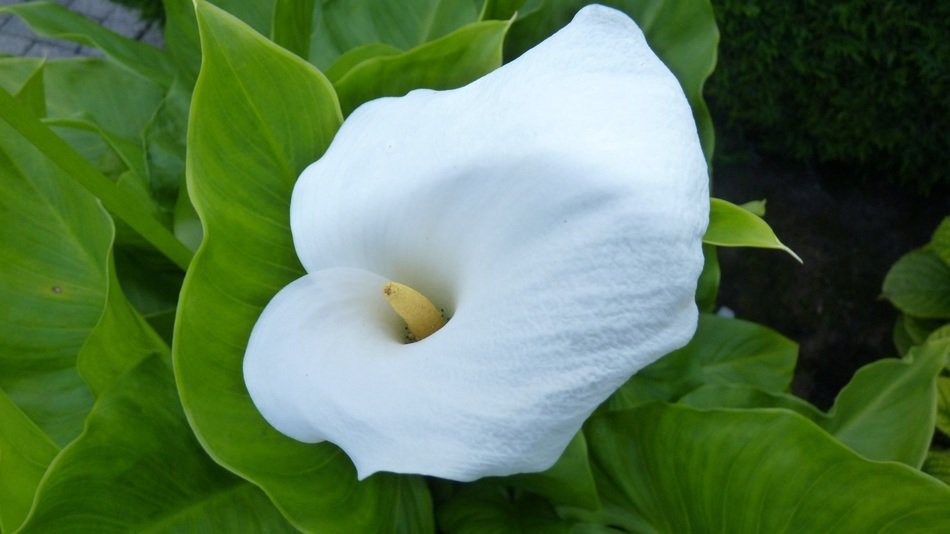 Plant Kalla Blossom