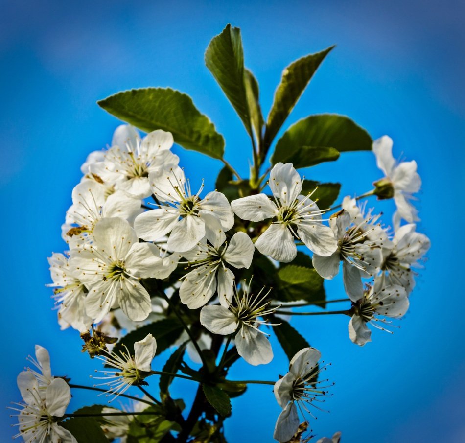 cherry branch with flowers on a blue background