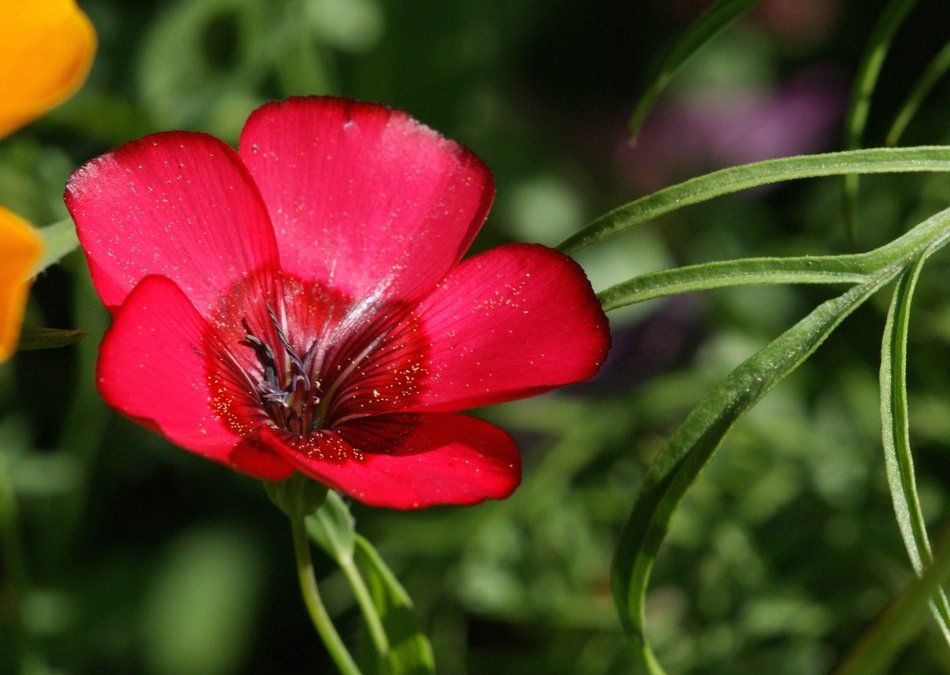 red Blossom Bloom Summer Flower