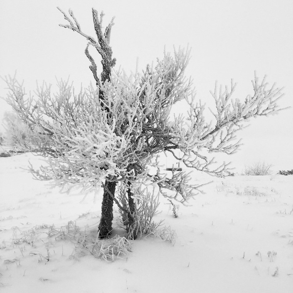 SnowyTree in Winter landscape