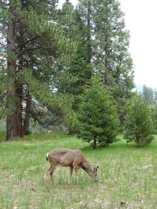 deer in Yosemite national park