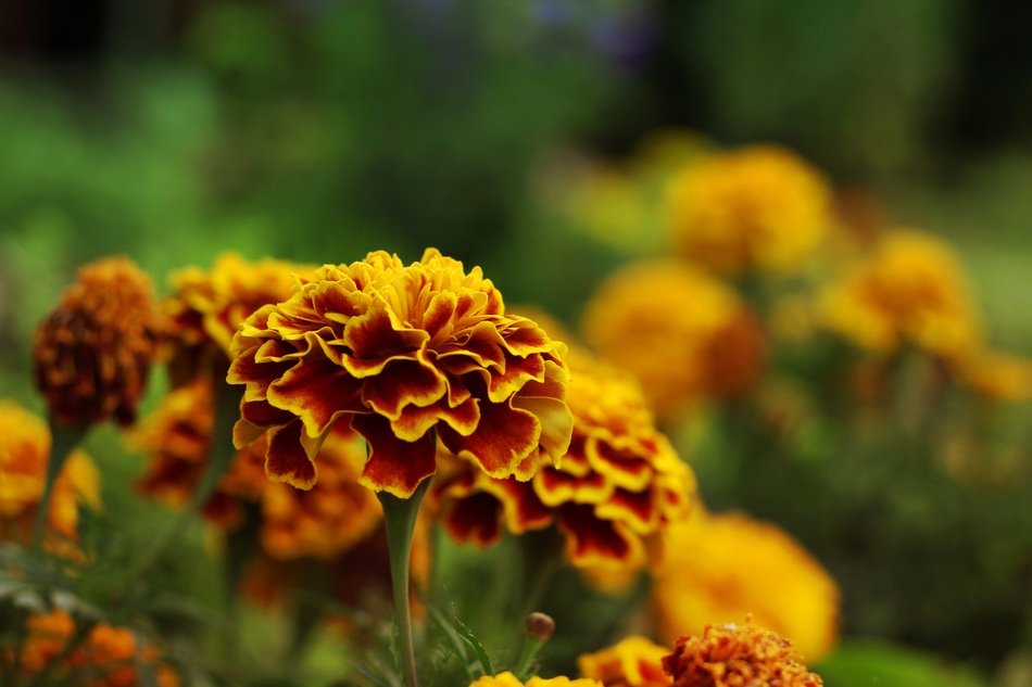 Marigolds or Tagetes