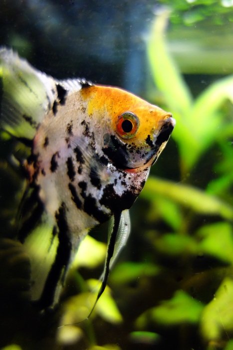 Close up photo of scalar fish