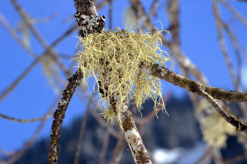 Yellow lichen on the branch of the tree