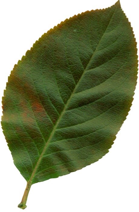 photo of a green leaf on a white background