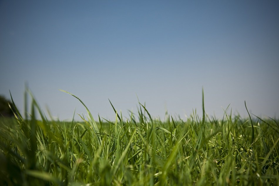 green grass and gray sky on the horizon