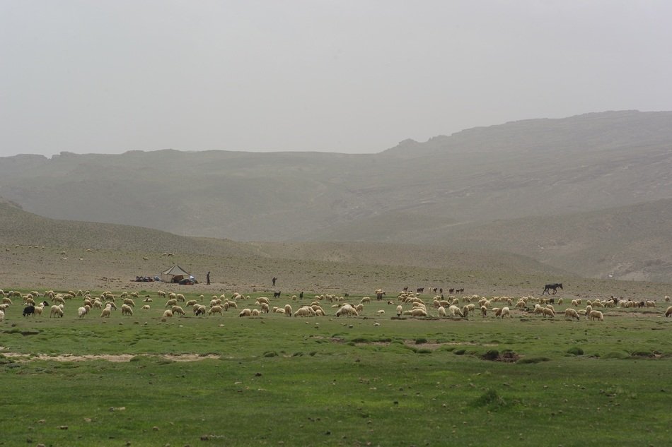 flock of sheep on a pasture in morocco