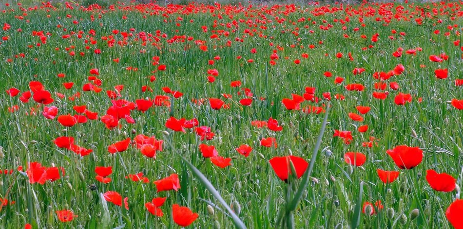 green field with red poppies