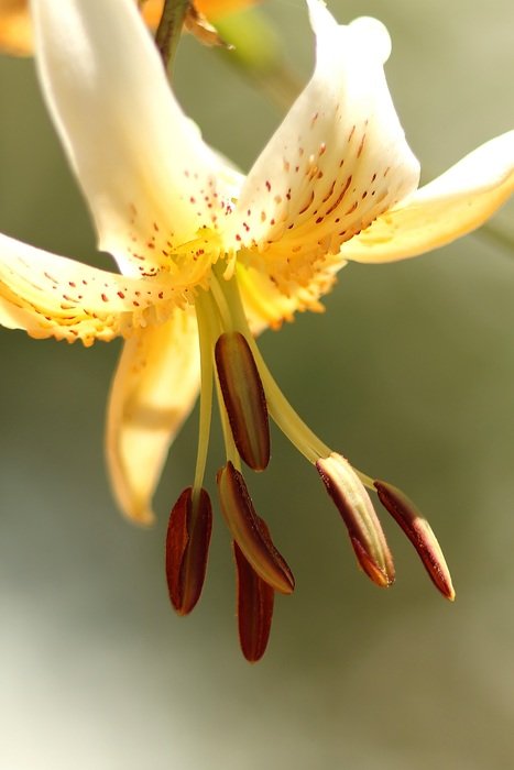 yellow lily on a light background