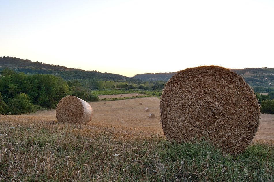 round bales of straw on the field