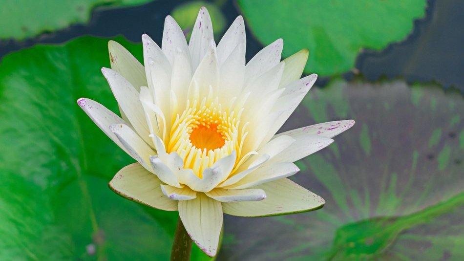 white water lily on a pond among leaves close-up