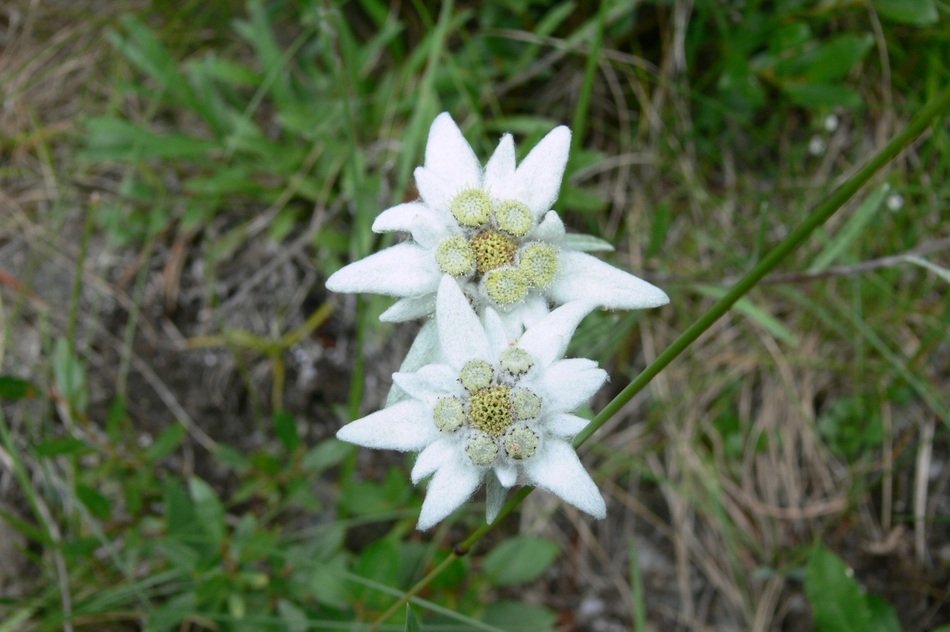 two white flowers on a mountain in Switzerland