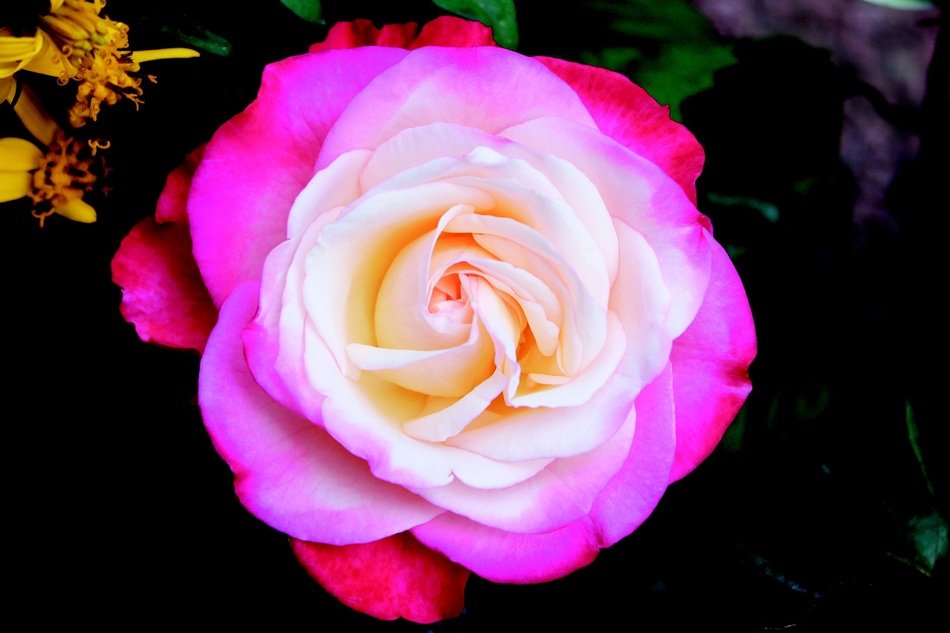 white and pink captivating Rose