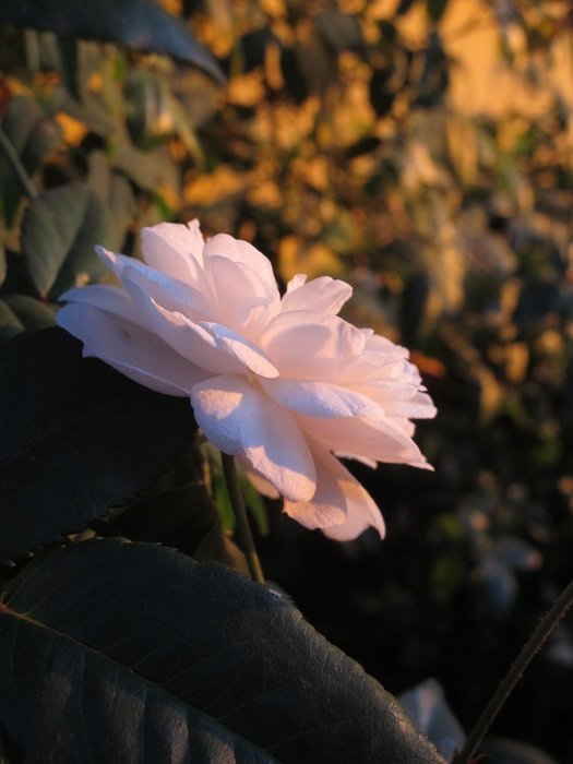 Sunset on the pink beautiful flower