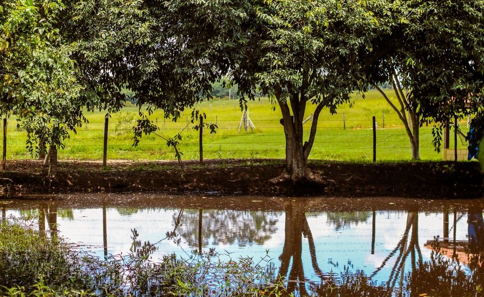 moat and row of trees at fenced meadow