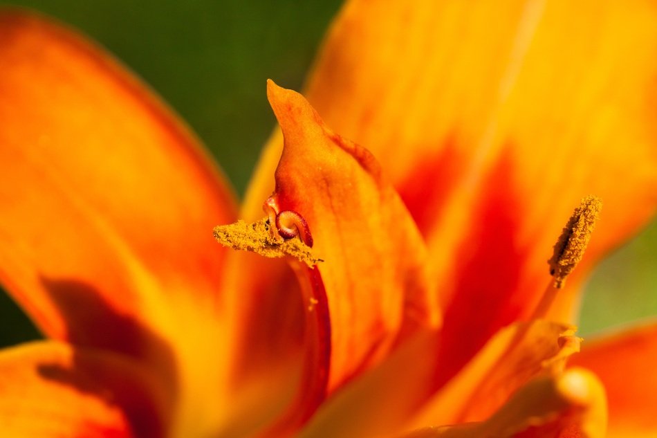 closeup of an orange daylily