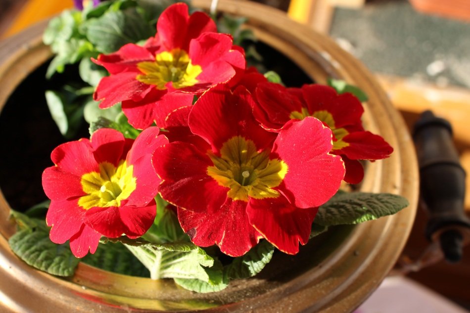 Picture of potted Primroses
