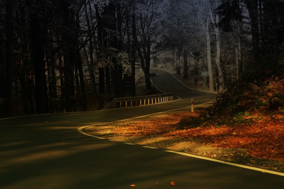 Beautiful road among the forest with colorful gradient leaves