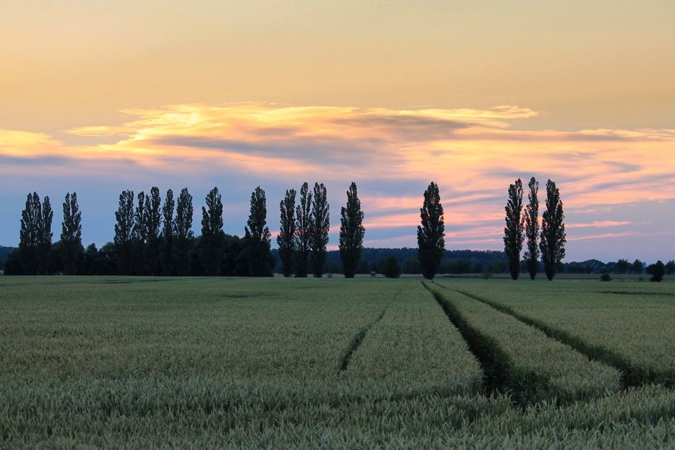 sunset in the clouds above poplars among the rural landscape