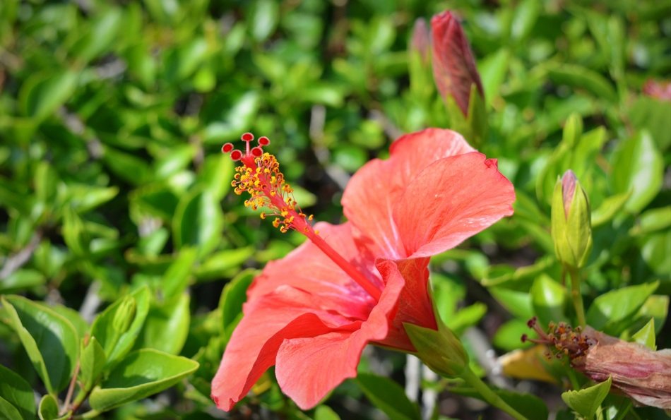 summer red flower with yellow stamens