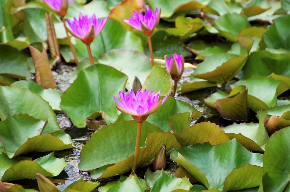 small purple lilies in a pond close-up