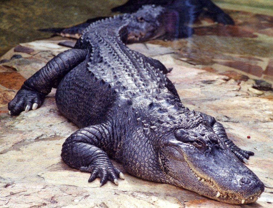 Alligators on Rock Wildlife portrait