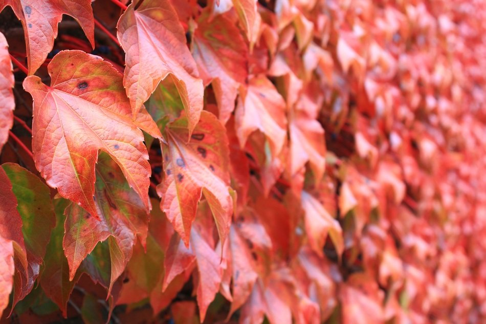 pink leaves on the fence