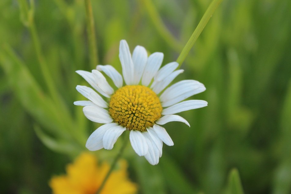 Gujeolcho Flowers