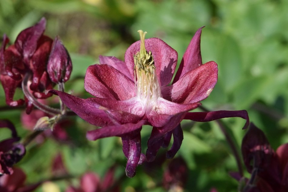 burgundy bellflower closeup