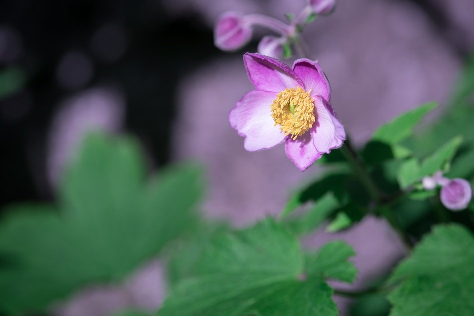 anemone blossom garden plant