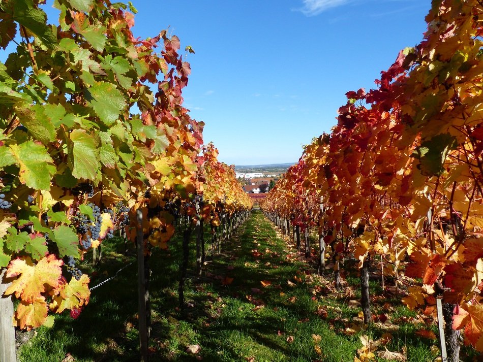 landscape of colorful vineyards in autumn