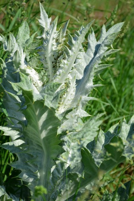 large bush of silver thistle
