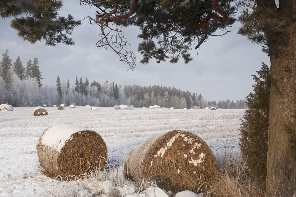 bales of straw lie in the snow on the field