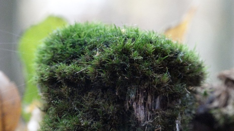 green Moss at blur background