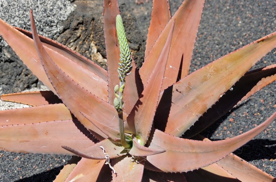 big aloe vera plant in nature