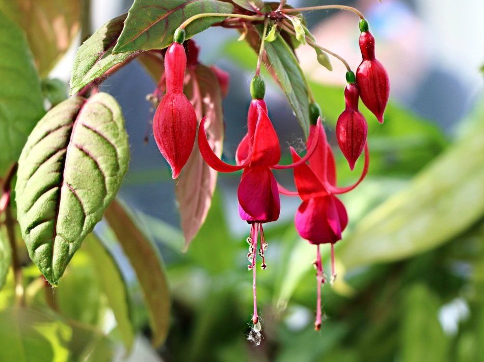 fuchsia, blooming plant