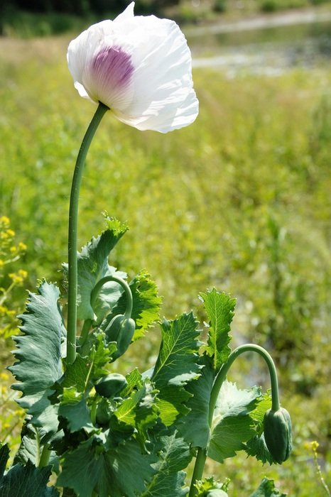 White And Purple Poppy Free Image Download