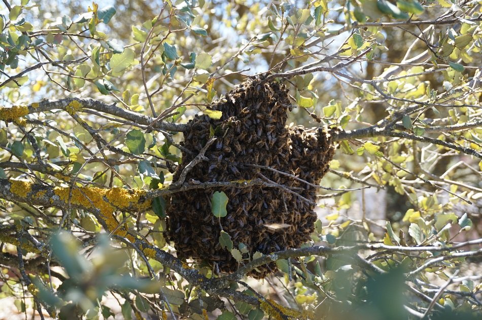 Swarm of honeybees on branch