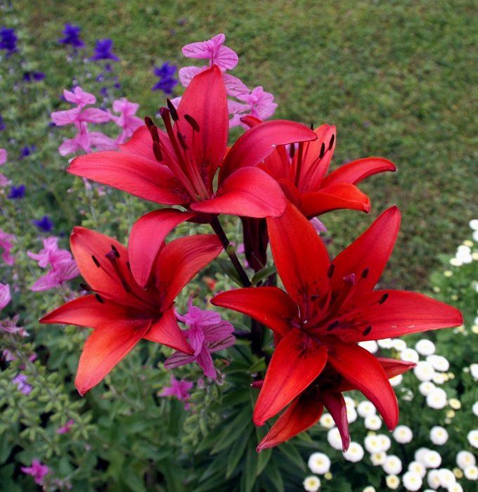 scarlet lilies in the garden