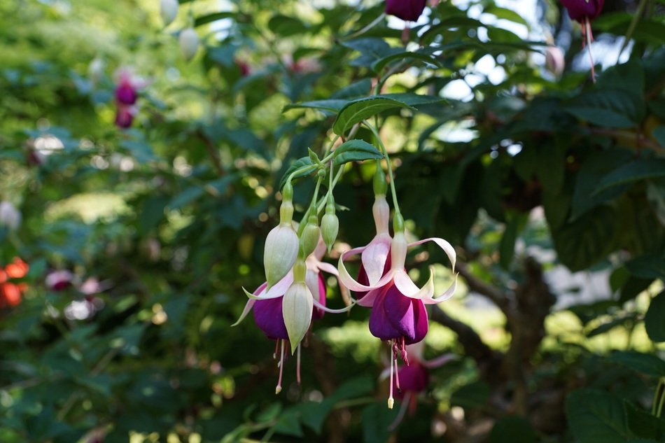 stunningly beautiful Fuchsia