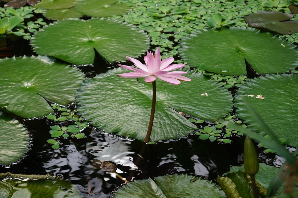 water lily among the green leaves on the pond