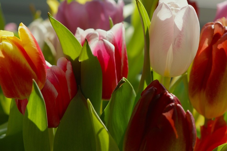 Colorful tulips blossom in the garden in spring