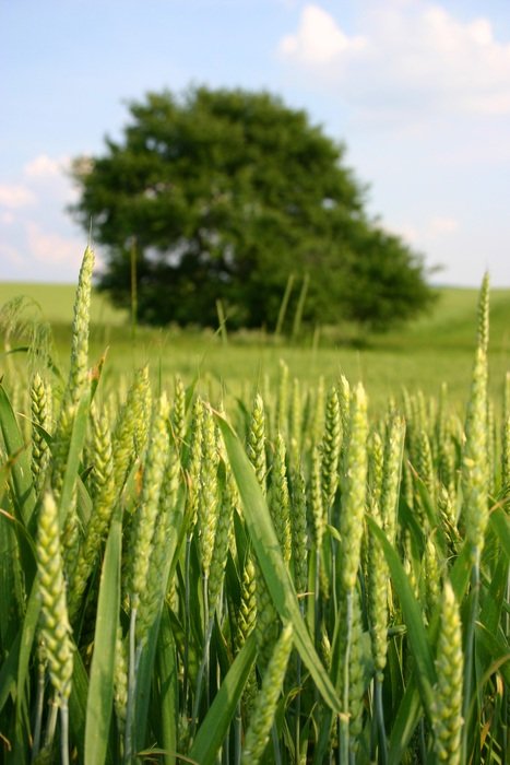green wheat field in slovakia