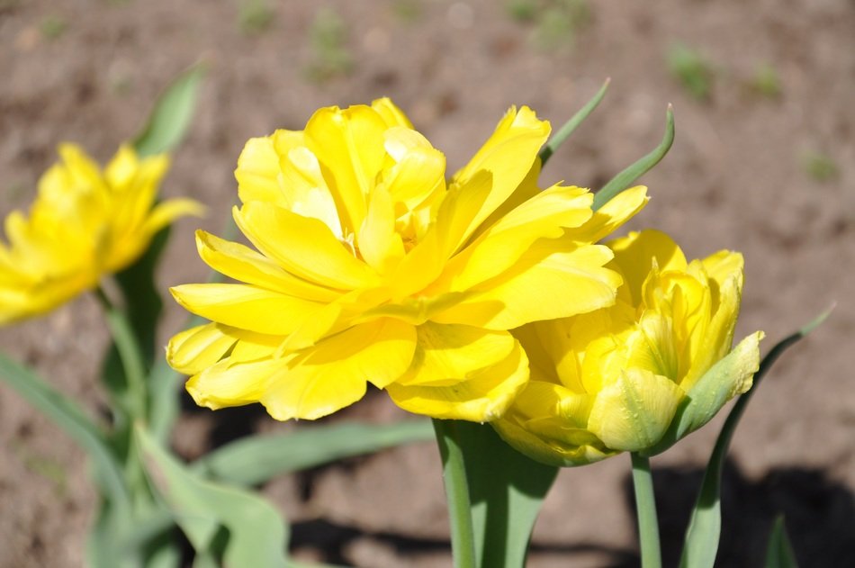 delightful delicate beauty yellow tulips