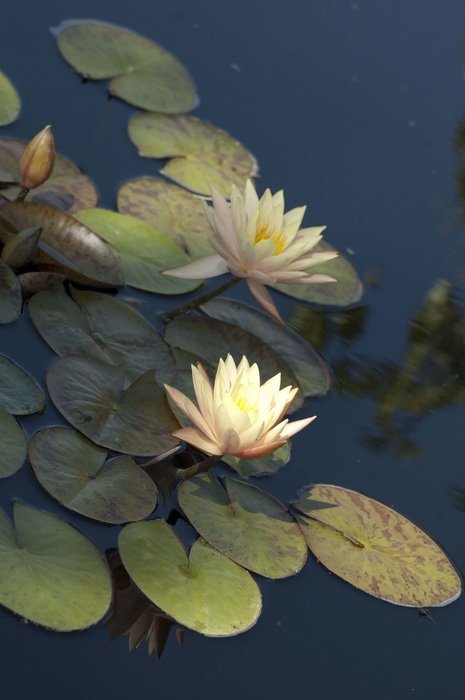 white waterlily on the pad