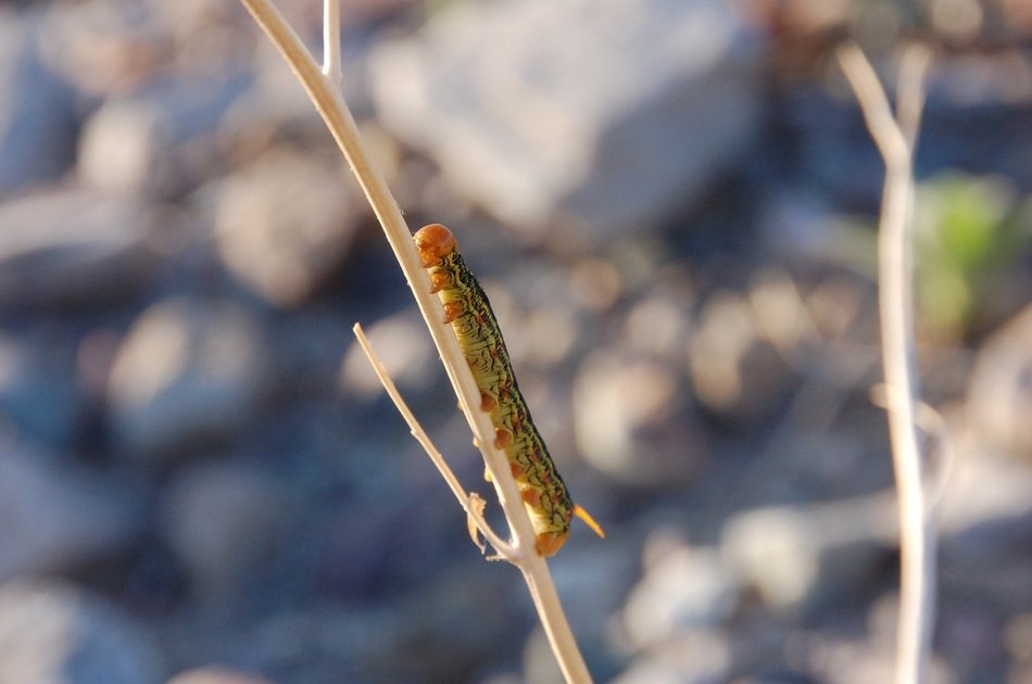 sphinx caterpillar on a plant branch