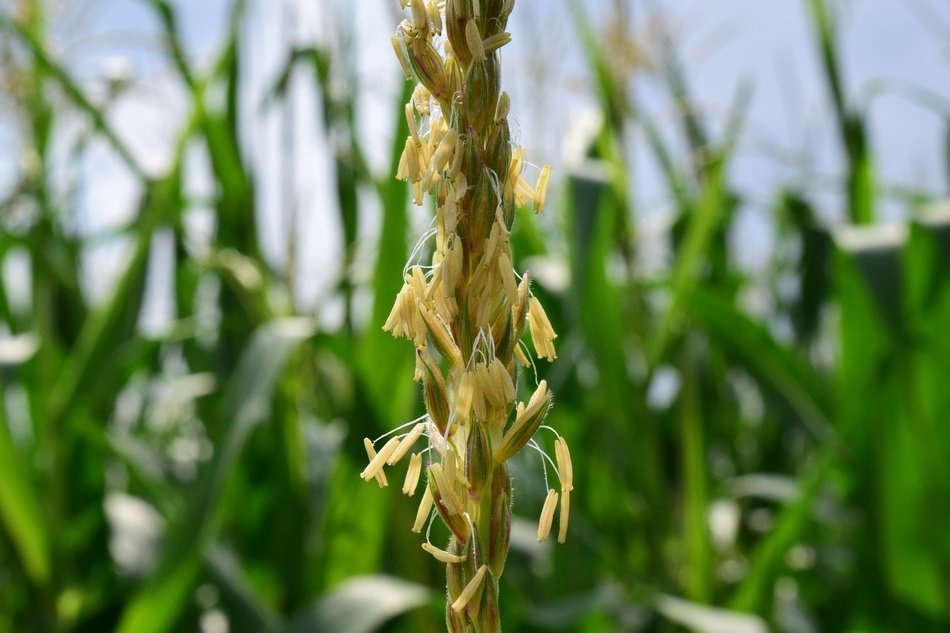 close up photo of corn flower