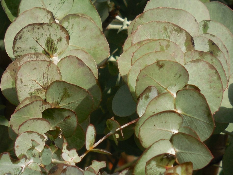 Eucalyptus Leaves Tree close-up